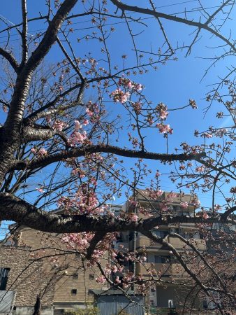 松戸宿坂川　河津桜