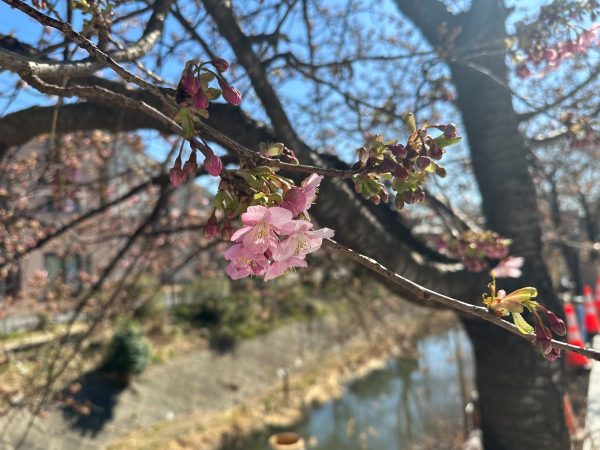 松戸宿坂川　河津桜