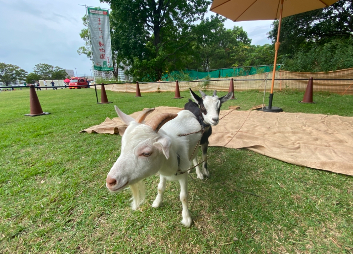 小さなお子さまの動物ふれあいデビューにもおすすめです♡