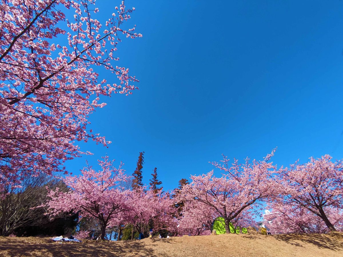 こちらは昨年（2024年）3月3日の松ヶ崎城跡。昨年は3月初旬で満開でした。