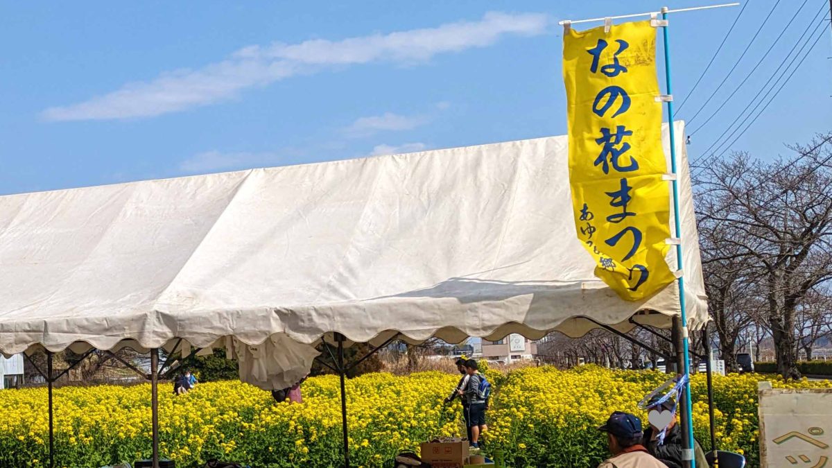 【我孫子市】2025年3月15日(土)‐16日(日)、20日(祝)、22日(土)「菜の花まつり」開催！