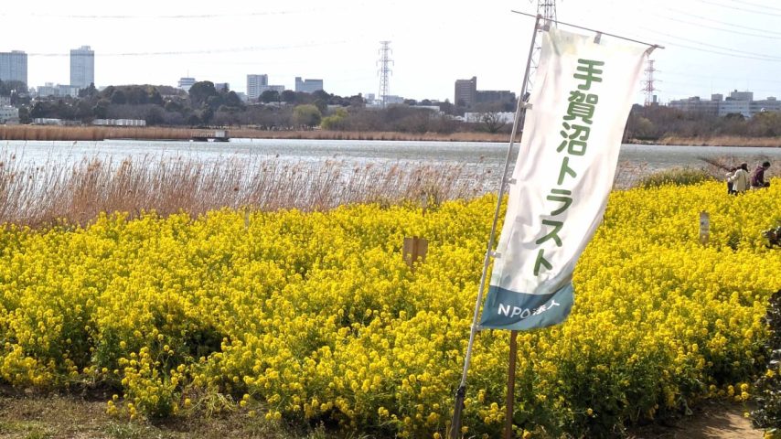 【我孫子市】2025年3月13日(木)-16(日)「菜の花畑散策と頭の体操」開催 by 手賀沼トラスト