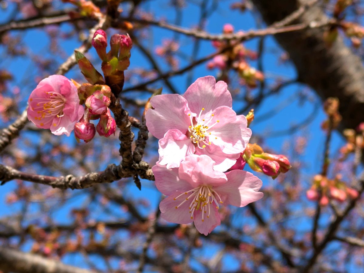 ヒドリ橋付近の河津桜。2025年3月1日撮影。