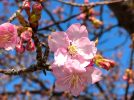 【柏市】河津桜が咲き始めました！見頃は3月中旬か。2025年の河津桜開花状況