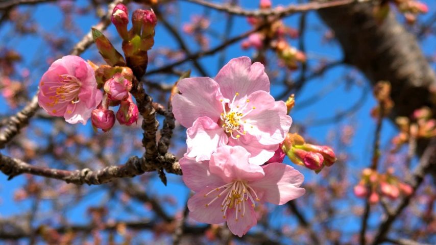 【柏市】河津桜が咲き始めました！見頃は3月中旬か。2025年の河津桜開花状況