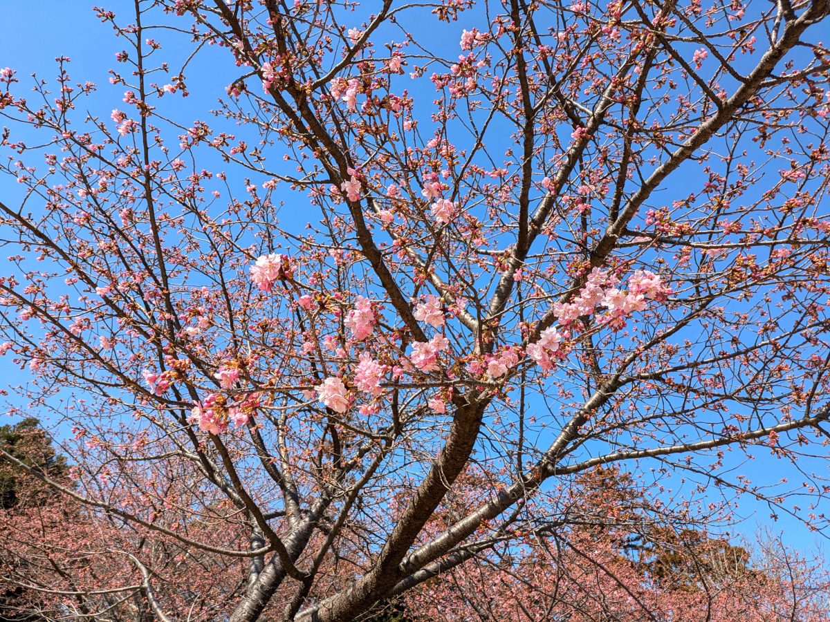 松ヶ崎城跡の河津桜も咲き始めました。