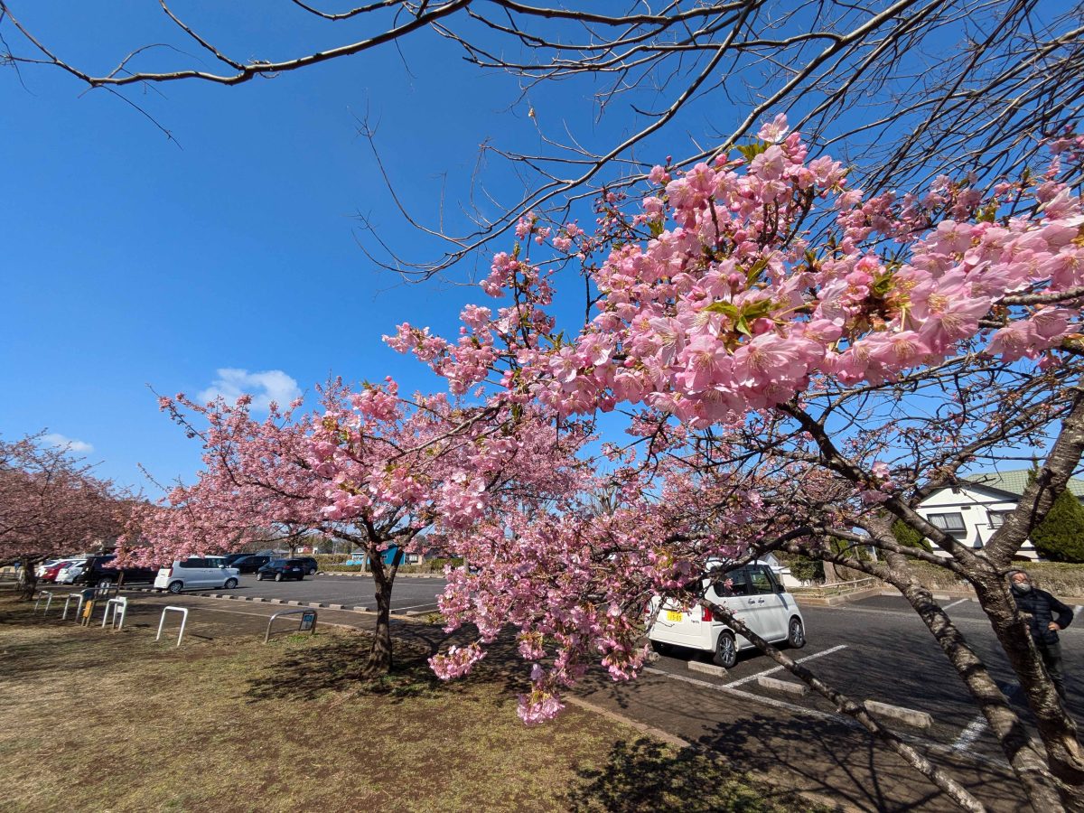 増尾城址公園の河津桜。2025年3月9日撮影。