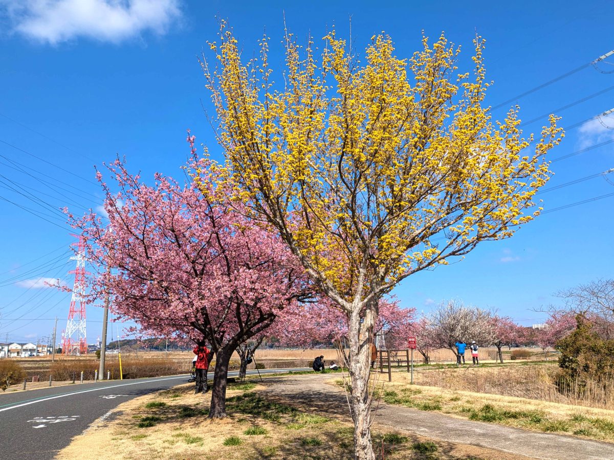 河津桜（左奥）とサンシュユ（右手前）。ヒドリ橋から少し北上したところにあります。