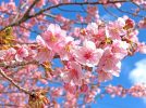 【柏市】河津桜が見頃になりつつあります！ポートレートにも◎～2025年の河津桜開花状況～