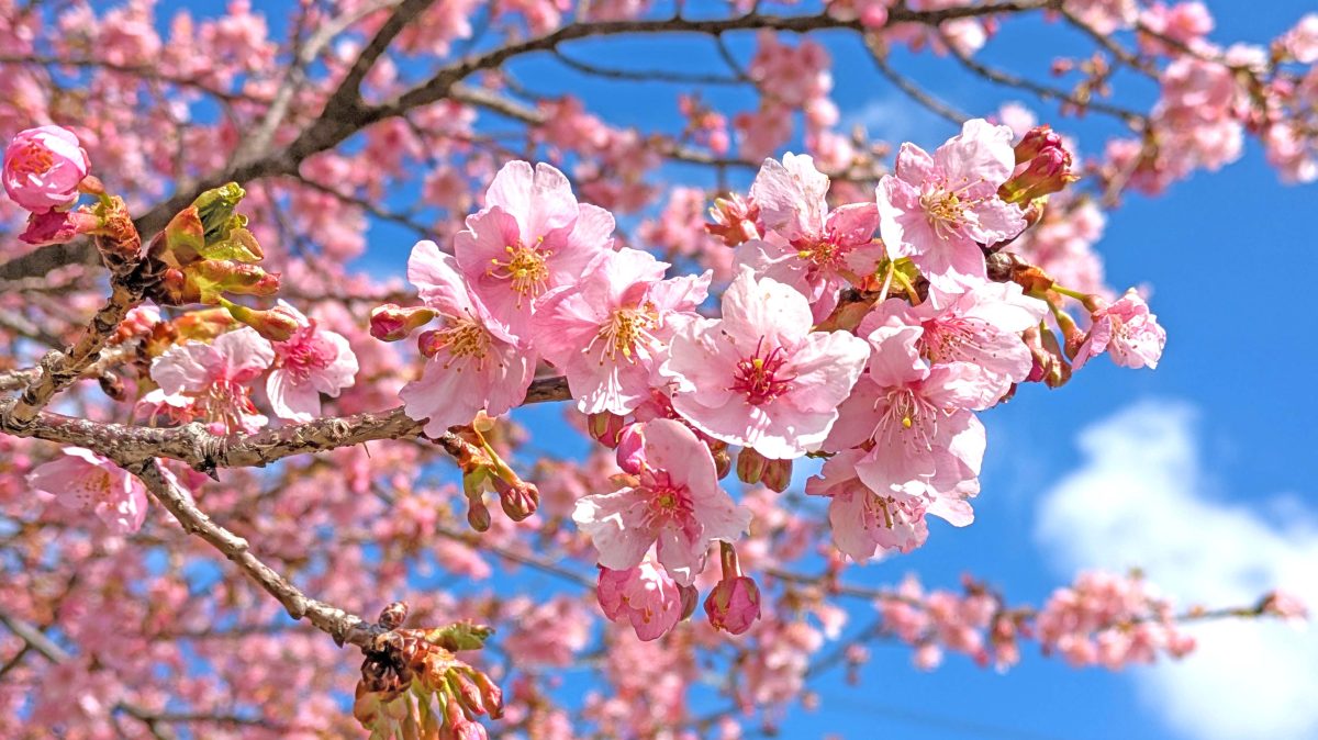 【柏市】河津桜が見頃になりつつあります！ポートレートにも◎～2025年の河津桜開花状況～