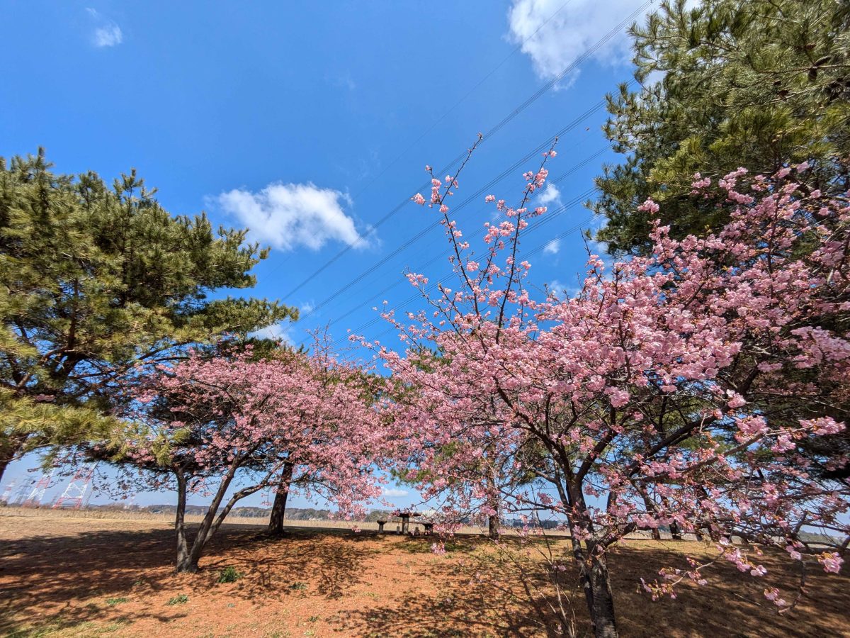 ヒドリ橋から道の駅しょうなん方面に向かうと、松林のところに河津桜が数本あります。（鼻喰い田の碑があるあたりです。）