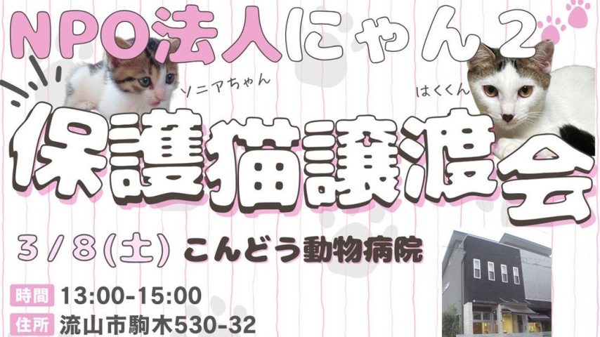 【流山市】【柏市】【松戸市】2025年3月のねこ情報～3/8(土),15(土),23(日),30(日) 保護猫譲渡会 by NPO法人にゃん2