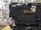 【柏市】柏西口第一公園にあるD51（デゴイチ）と桜を一緒に撮ってみよう！