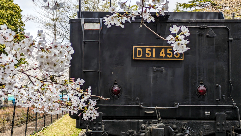 【柏市】柏西口第一公園にあるD51（デゴイチ）と桜を一緒に撮ってみよう！