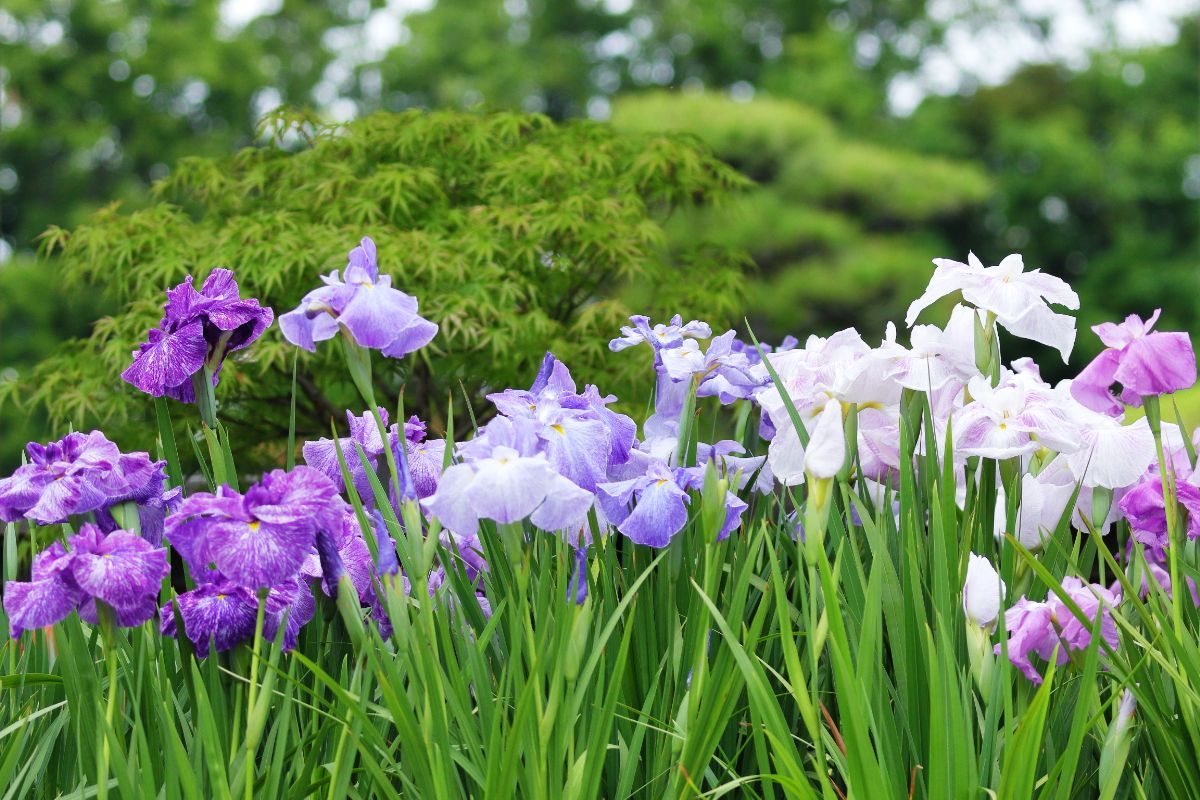 【百舌鳥】大仙公園の日本庭園で花菖蒲展が5月24日（土）～開催！6月8日には花菖蒲茶会も