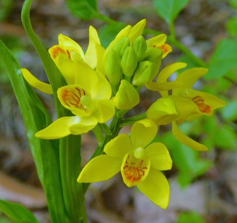 キンランの花　内側に赤い筋が見られます