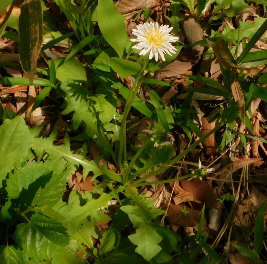 シロバナタンポポ　花中央の黄色は雄しべの色です
