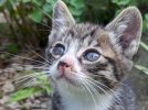 【柏市】【流山市】【松戸市】2025年5月のねこ情報～5/10(土),17(土),24(土),31(土) 保護猫譲渡会 by NPO法人にゃん2