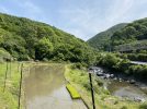 【茨木市】茨木市車作で5月25日（日）に田植え体験があるらしい！