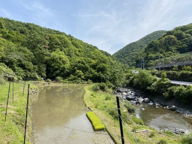 【茨木市】茨木市車作で5月25日（日）に田植え体験があるらしい！