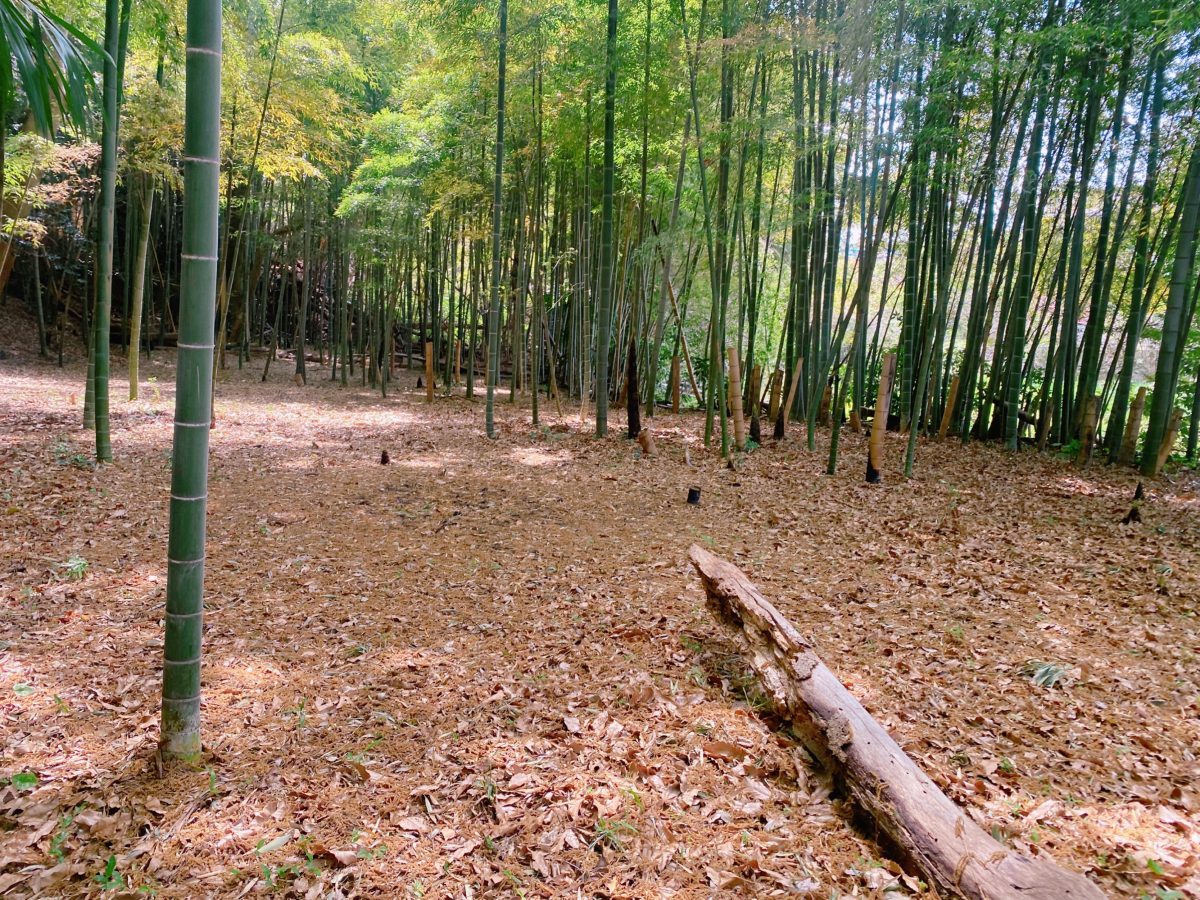 タケノコ掘り体験をする竹林にゆっくり歩いて5分ほどで到着〜