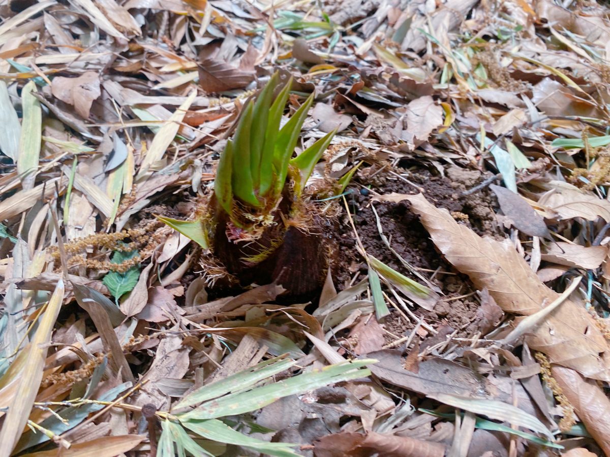土の中からタケノコがひょこっと！