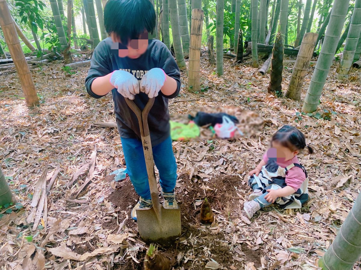 まるで迷路のような根っこに苦戦〜大きなスコップを借りて「もうちょっとだね！」「ここ掘るのがいいかな」親子で簡単には掘り出せないタケノコに笑い合いながら頑張って掘る〜