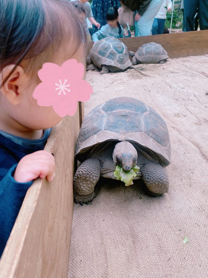 【まちの動物園】ふれあい・餌やり体験の様子〜カメさんが目の前で野菜をむしゃむしゃ〜
