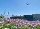 【豊中市】紙飛行機教室・大声コンテスト・レンゲ畑も！防災体験まで楽しめる「ふれあい緑地フェスティバル2025」に親子で行ってきた！