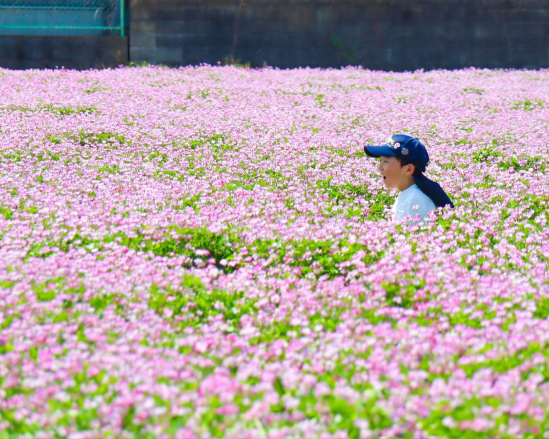 「ピンクの海にダイブ！」春の絶景に大はしゃぎ！