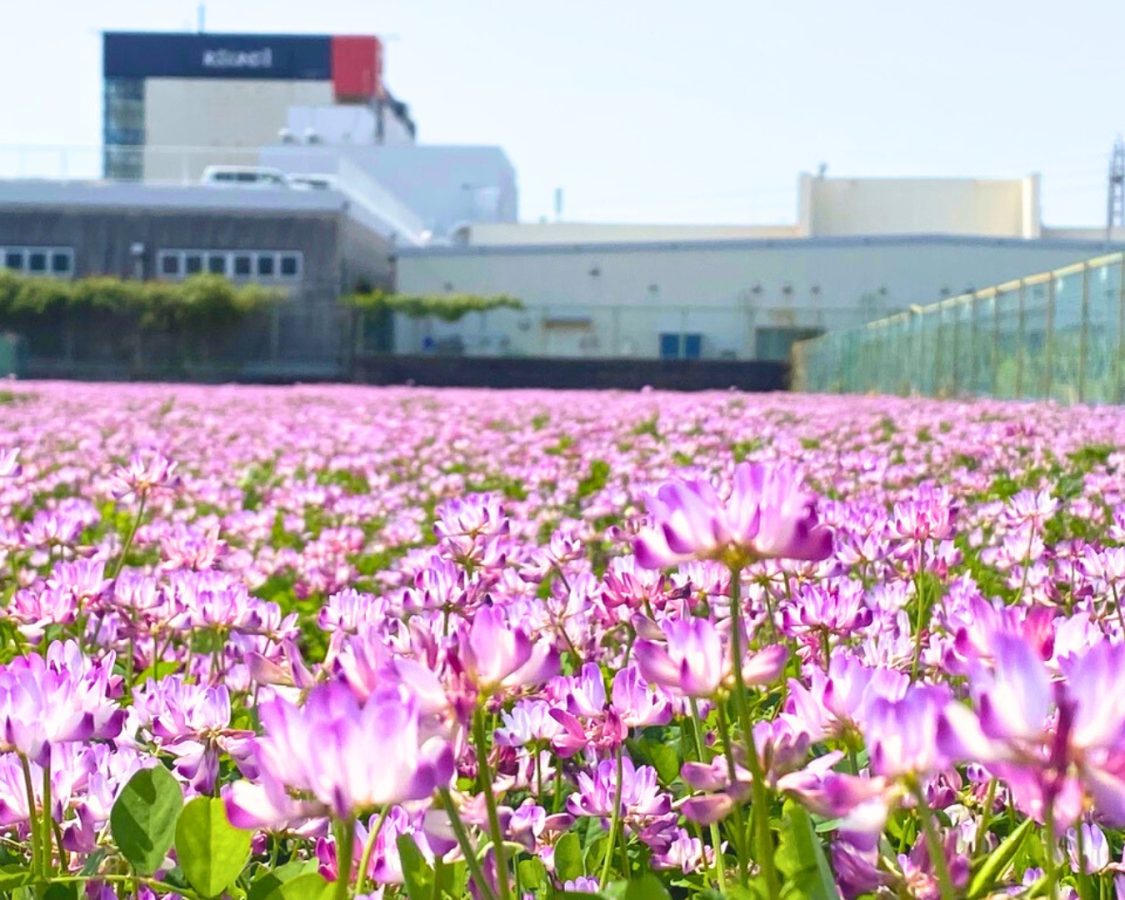 一番乗りで贅沢な景色！ピンクのじゅうたんみたいなレンゲ畑に大感動