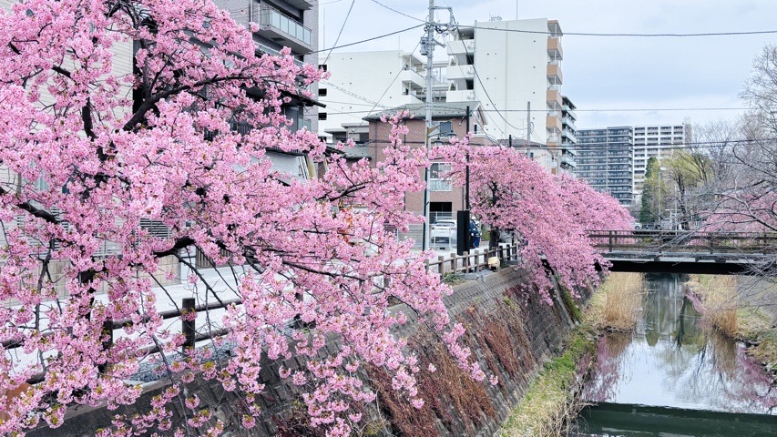 【松戸市】満開の河津桜！松戸宿坂川さんぽ
