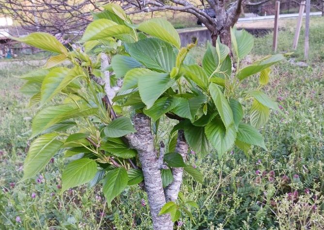 桜餅用の大島桜。花はつかない