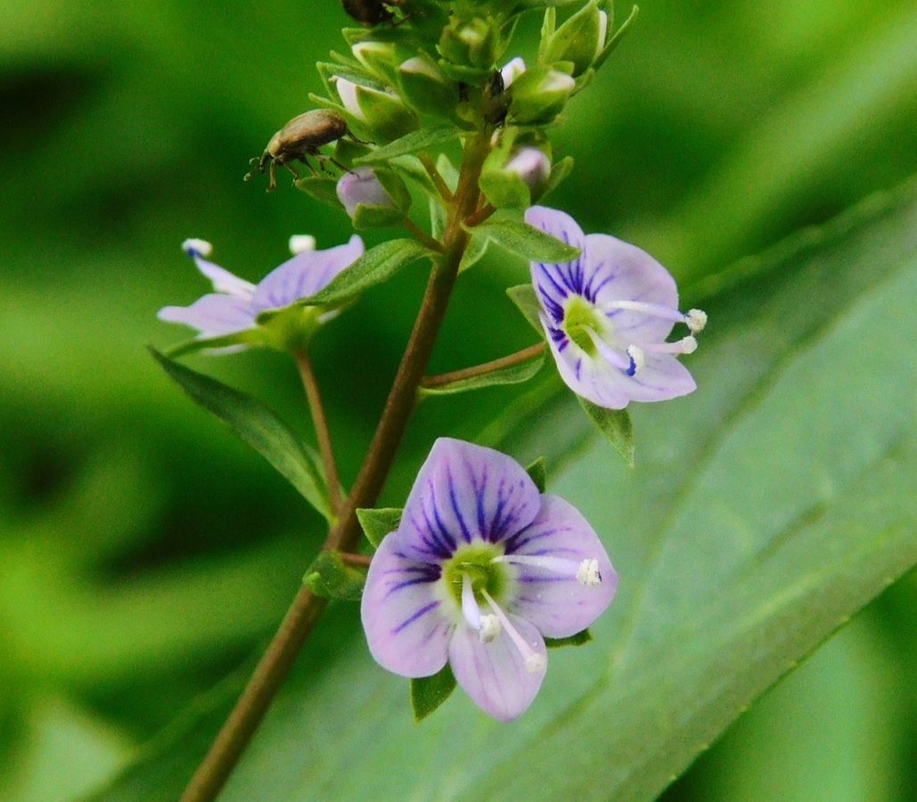 オオカワヂシャの花（オオイフノフグリの仲間です）