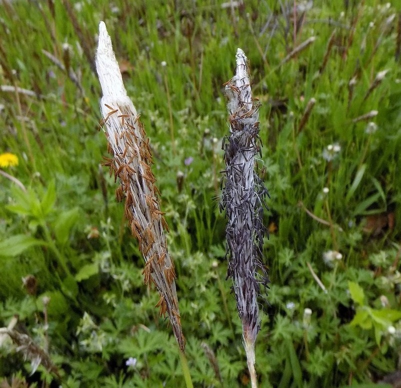チガヤの穂（長さは10～15cm）。左の穂には茶色の葯（少し時間がたった雄しべの葯）が、右の穂には紫色の葯（若い雄しべの葯）が見られます。雄しべと雌しべが落ちると銀白色の綺麗な穂になります。この頃触るとふわふわ感が楽しめます。