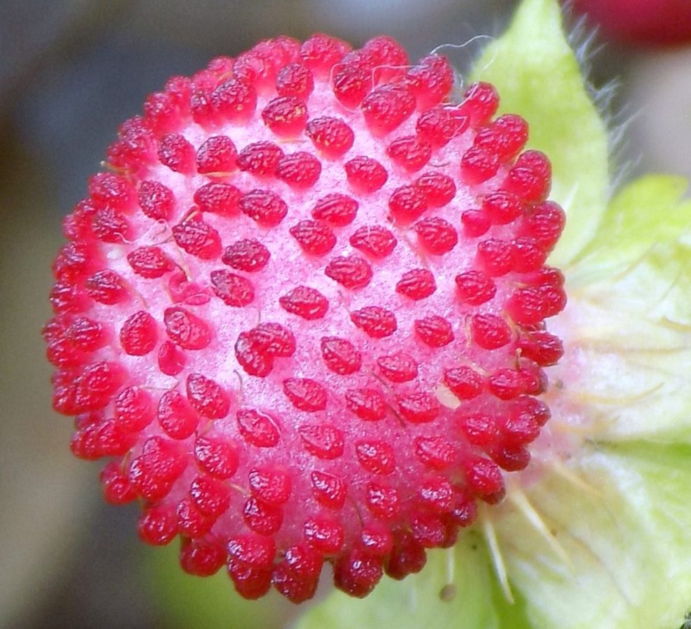 花床と多数の果実