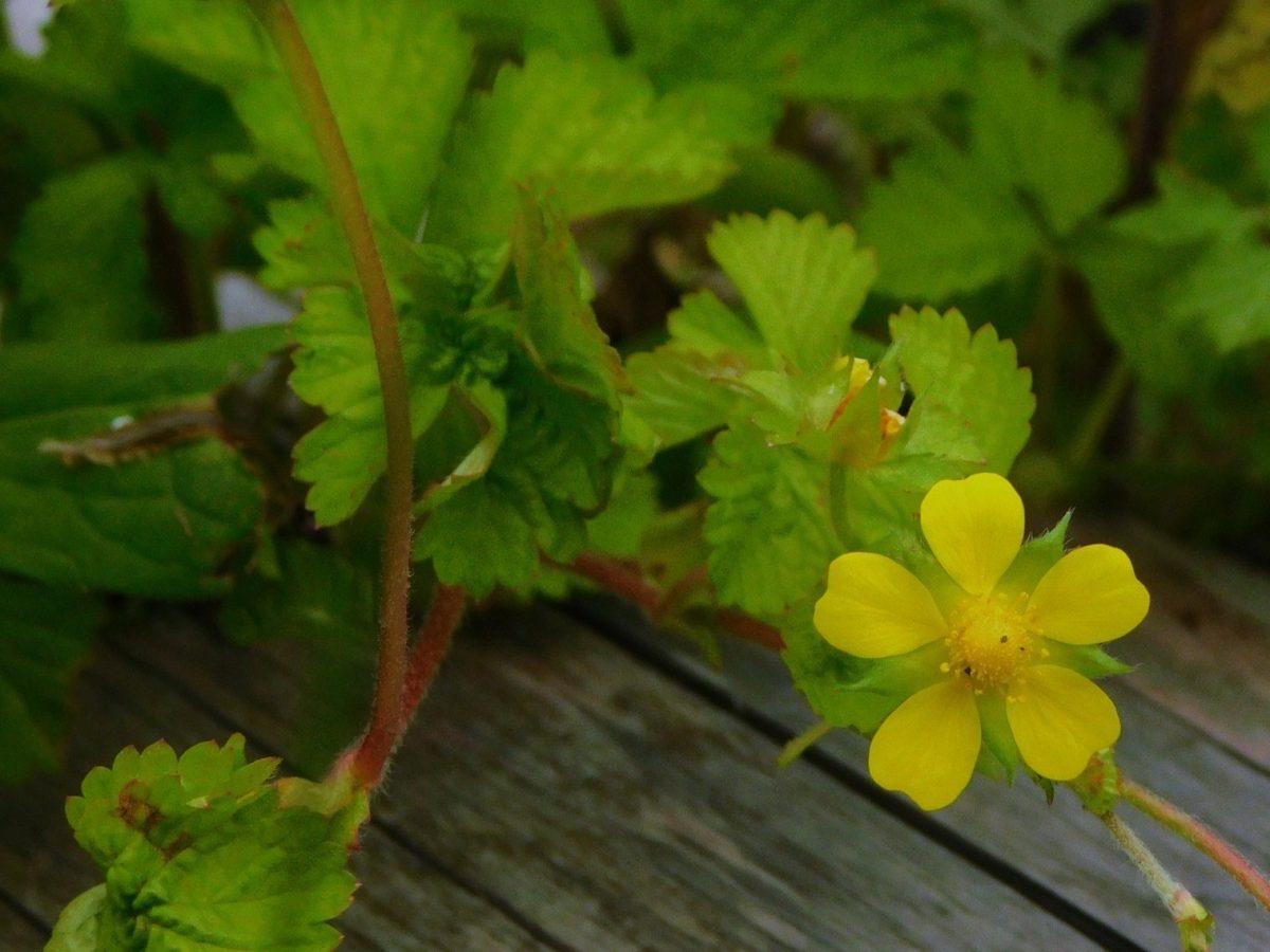 ヘビイチゴの花。似た仲間にヤブヘビイチゴがあります。花床は約2倍の大きさになります。ヘビイチゴよりも食べ応えがありますよ。