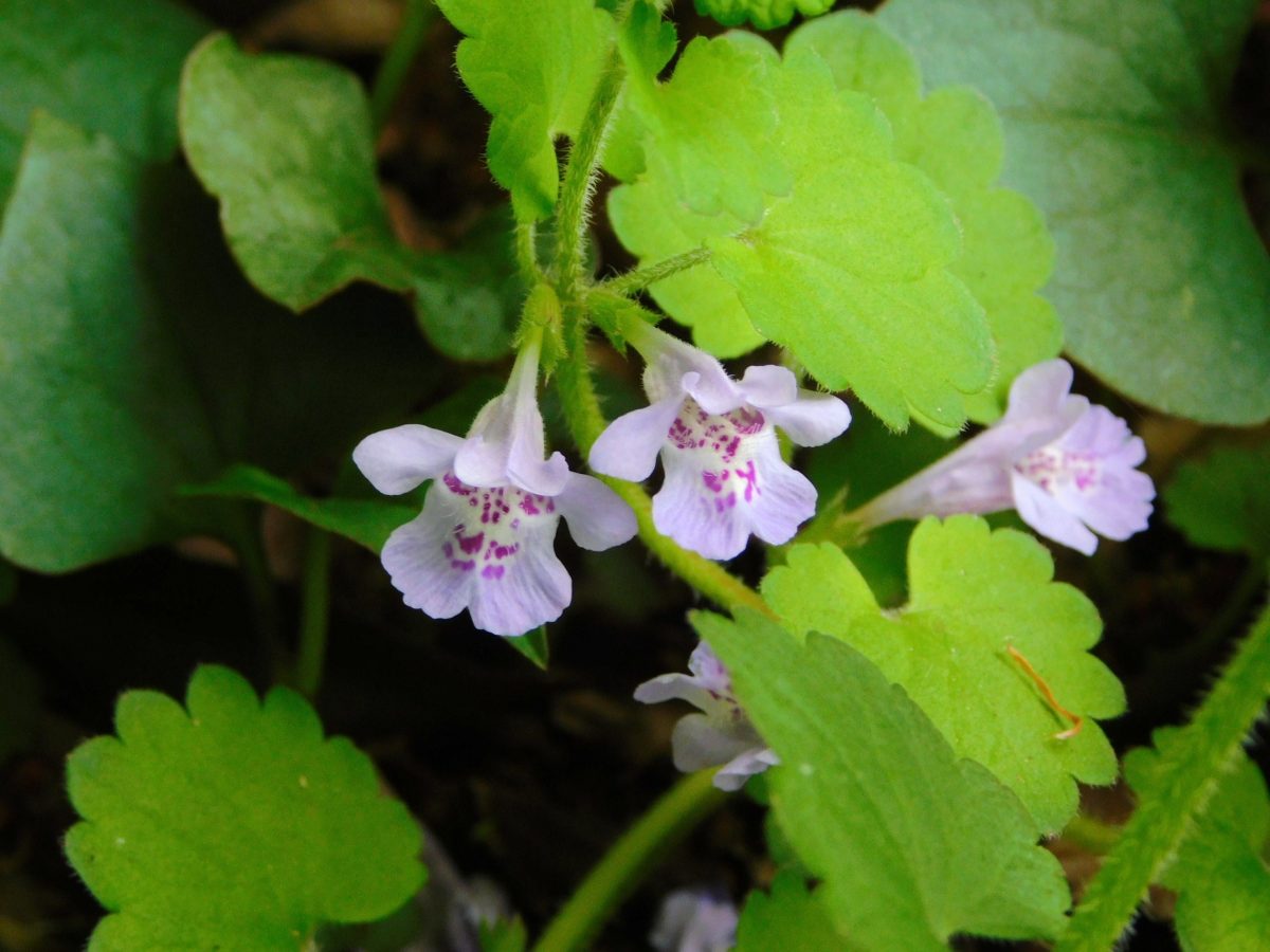 カキドオシの花　上から見ると可愛いいよ