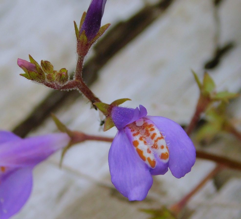 ムラサキサギゴケの花。大きさ1.5～2cm。花は淡い紫色で黄色の斑点が多く見られます。トキワハゼとよく似ているので、慣れないと間違えます。
