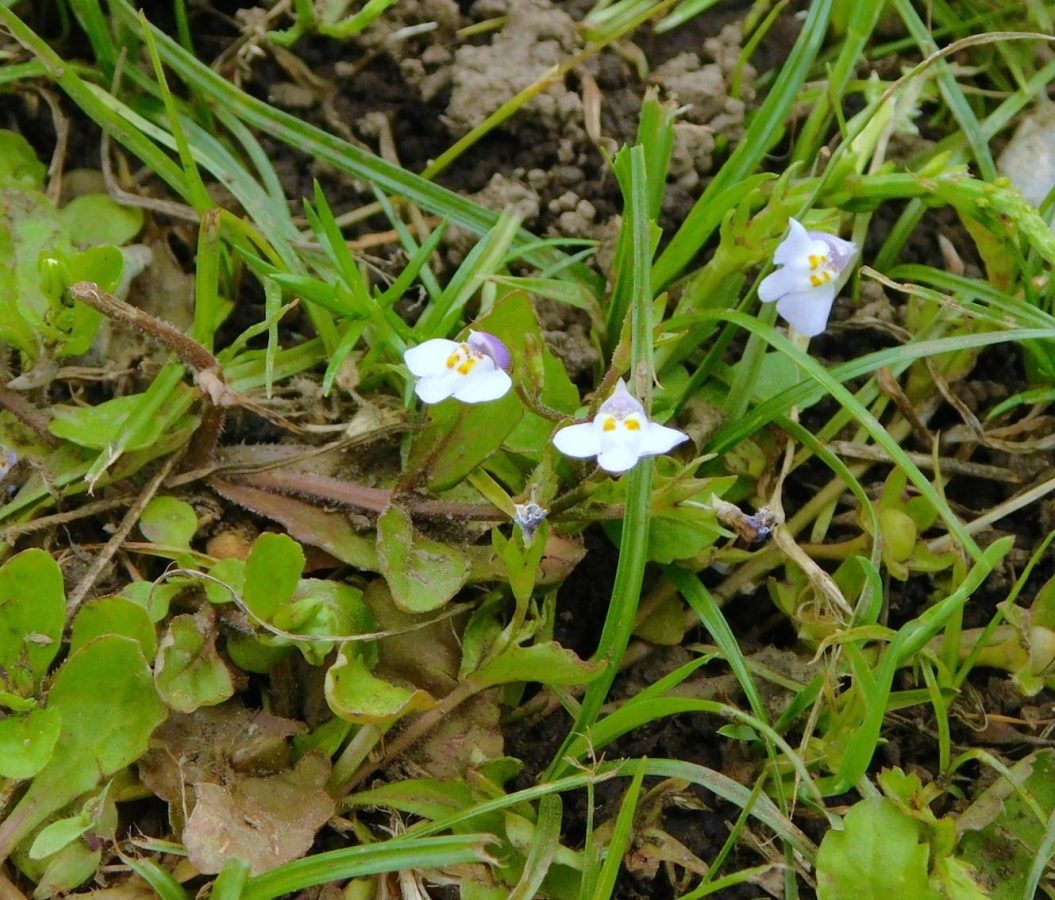トキワハゼは、ムラサキサギゴケより色白です