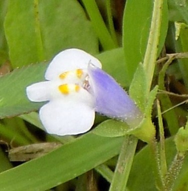 トキワハゼの花。大きさ約1cm。ムラサキサギゴケの花より小さくおとなしい感じです。色は白っぽく黄色の斑点が少ない。