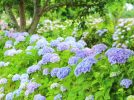 【東葛】本土寺だけじゃない！まちっと柏がおすすめする真のあじさい情報！