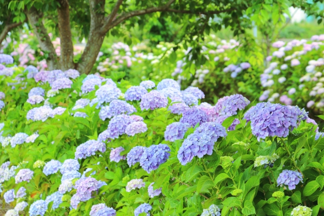 【東葛】本土寺だけじゃない！まちっと柏がおすすめする真のあじさい情報！