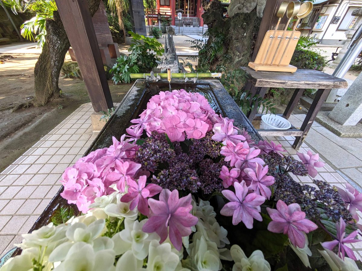 柏諏訪神社の手水に飾られたアジサイ。