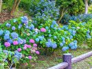 【柏市】令和7年6月5日(木)～6月20日(金) 二十四節気「芒種」～開運日や開運ポイントは？～