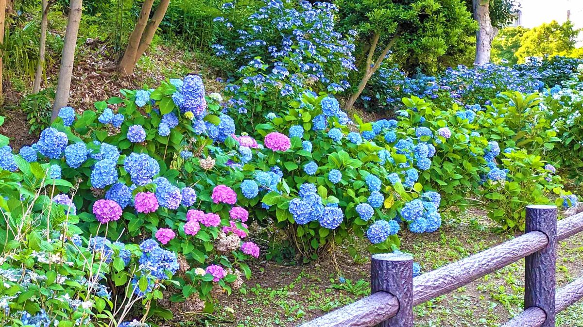 【柏市】令和7年6月5日(木)～6月20日(金) 二十四節気「芒種」～開運日や開運ポイントは？～