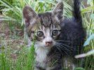 【柏市】【流山市】【松戸市】2025年6月のねこ情報～6/7(土),14(土),28(土) 保護猫譲渡会 by NPO法人にゃん2