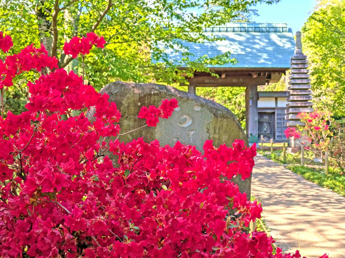 ツツジと山門