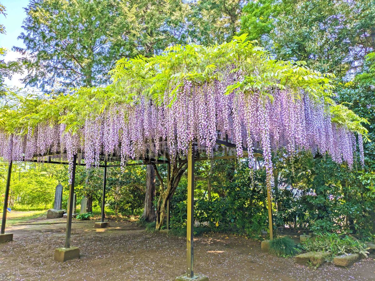 観音寺の藤は見頃でした。