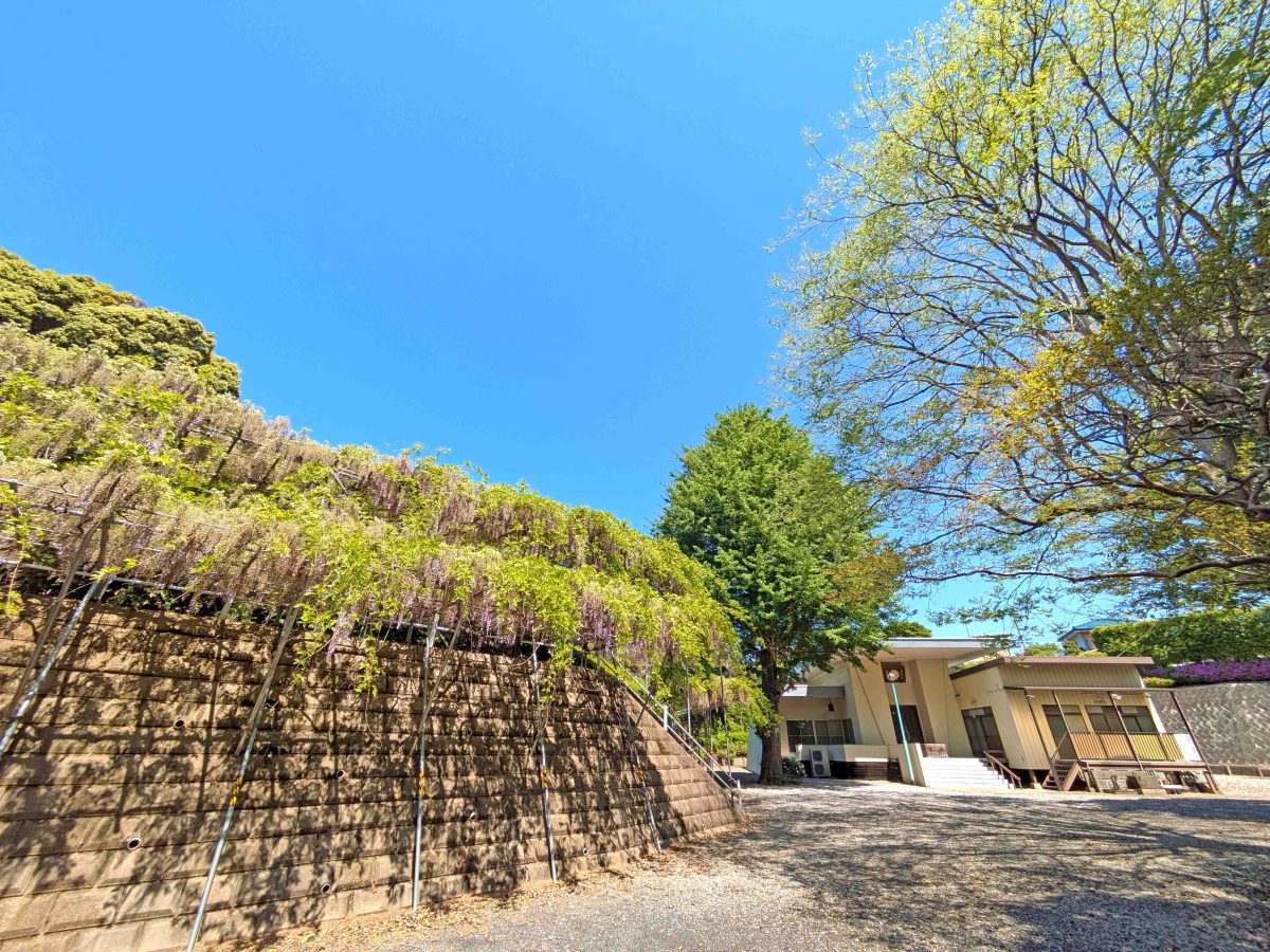 正光寺の藤はもう終わり。新緑が眩しいです。